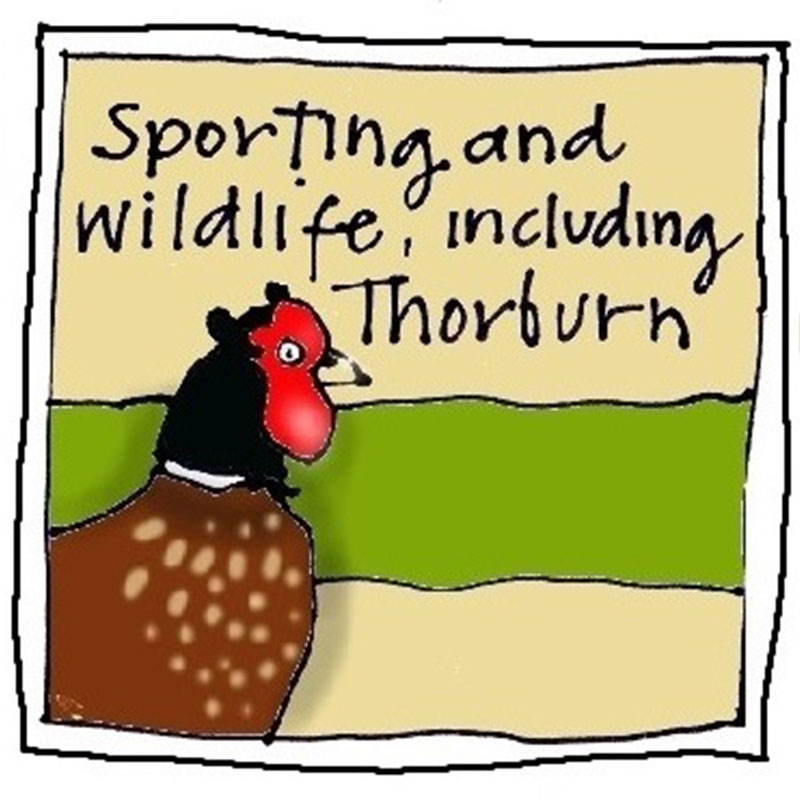 Sporting & Wildlife, inc Thorburn